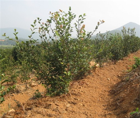 茶油樹