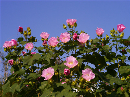 木芙蓉圖片