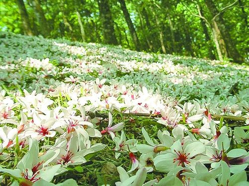 油桐花圖片