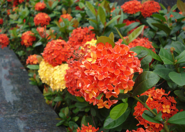 龍船花