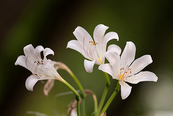 曼陀羅花