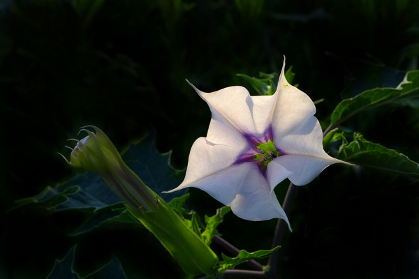 曼陀羅花花期