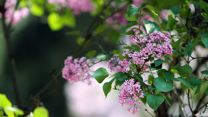 丁香花