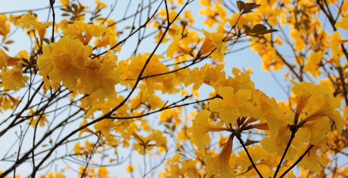 黃花風鈴木