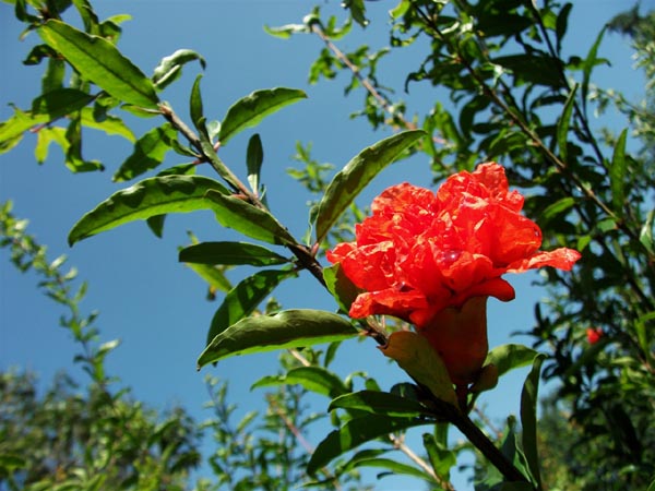 石榴花花期