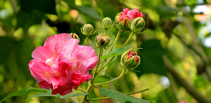 盆景芙蓉花