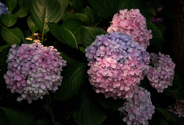 繡球花花語