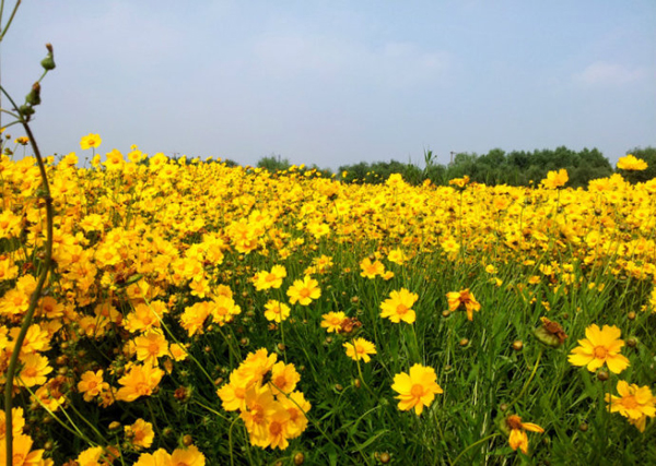 金雞菊